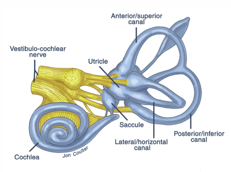 vestibular and auditory system